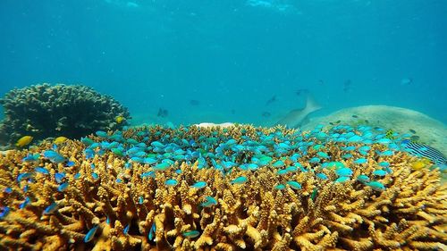 Close-up of coral in sea