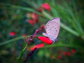 Close-up of butterfly on flower