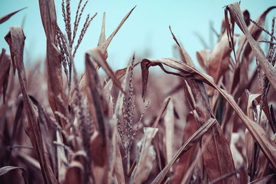 Close-up of plant growing on field