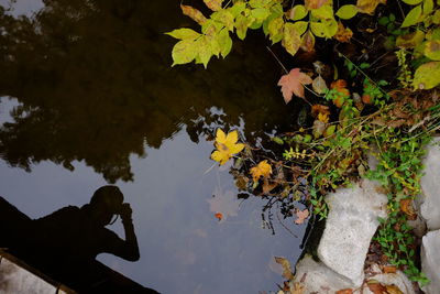 Reflection of tree on leaves in lake
