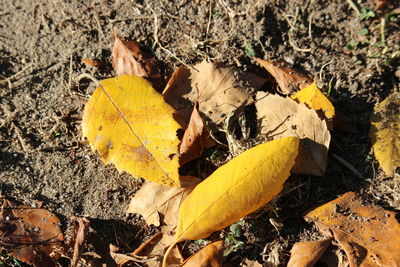 Close-up of yellow autumn leaves