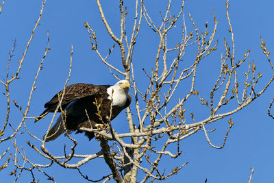 Low angle view of eagle perching on tree