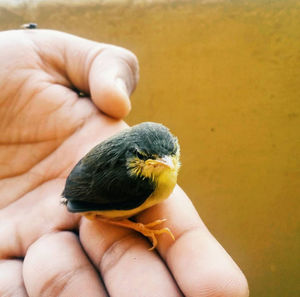 Close-up of hand holding small bird