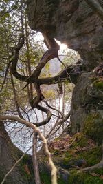 Low angle view of trees