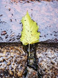 Close-up of maple leaf floating on water