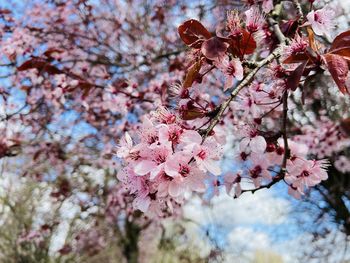 Low angle view of cherry blossoms in spring