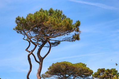 Low angle view of tree against sky