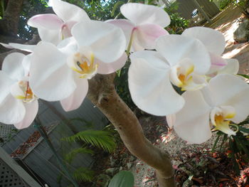 Close-up of white flowers