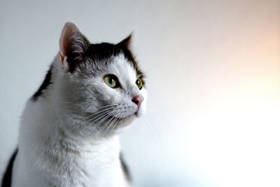 Close-up of a cat looking away