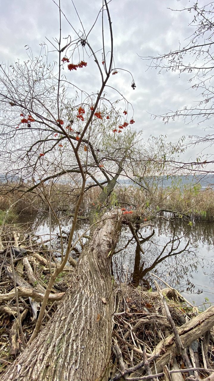 BARE TREES BY LAKE AGAINST SKY