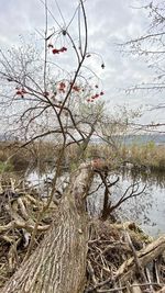 Bare tree by lake against sky