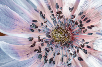 Close-up of flower