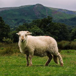 Portrait of sheep standing on land