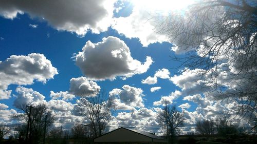 Low angle view of trees against sky