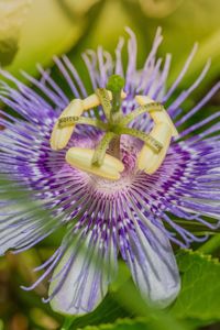 Close-up of purple flower blooming outdoors