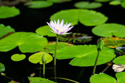 Close-up of water lily in lake