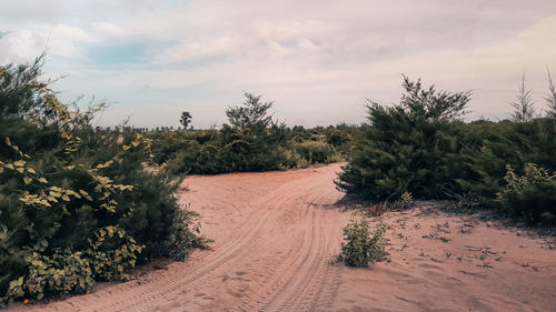 natural environment
