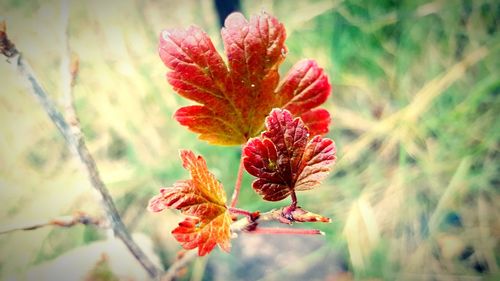 Close-up of red flowering plant