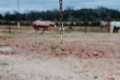 Close-up of plant against blurred background