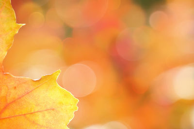 Morning sunlight golden glowing sparkling autumn bokeh. yellow orange maple leaves background.