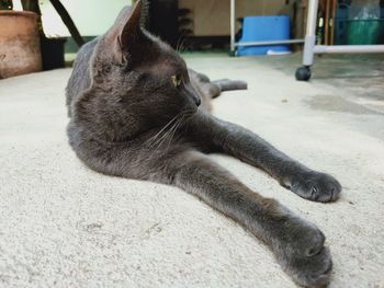 Close-up of a cat resting