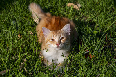 High angle view of a cat on field