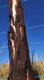 Low angle view of tree trunk against clear blue sky