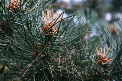 Close-up of a green spruce branch with cones. ideal for wallpaper and postcards. natural background.