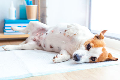 A dog lying on the table at the reception at the veterinary clinic. pet health care concept.