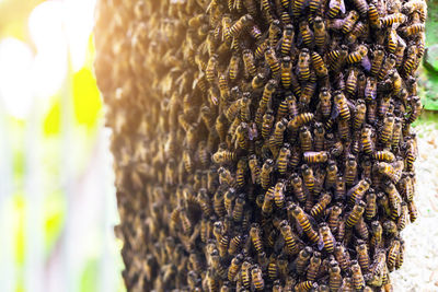 Close-up of bee on leaf