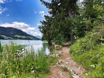 Scenic view of lake by trees against sky