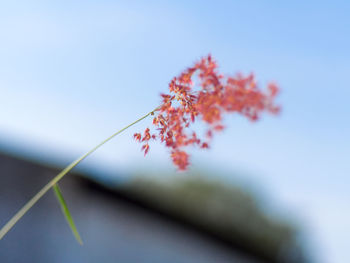 Low angle view of plant against sky