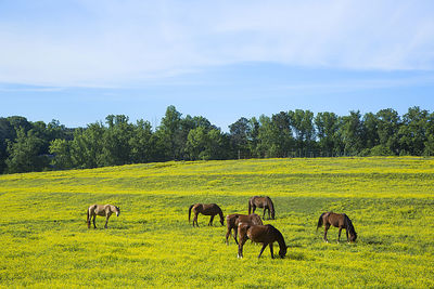 Horses grazing on field against sky