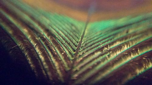 Close-up of green leaf