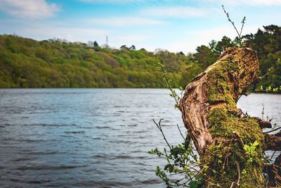 Tree by lake against sky