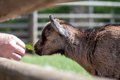 Close-up of hand feeding outdoors