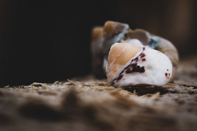 Close-up of cookies on table