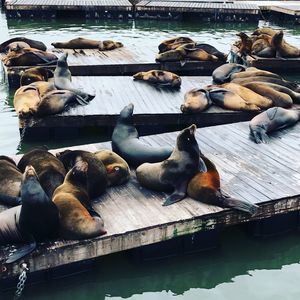 High angle view of birds on pier over lake