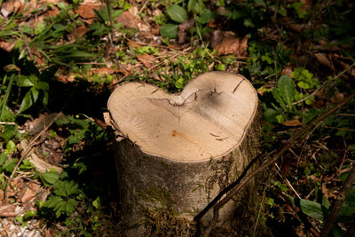 Close-up of tree stump in forest