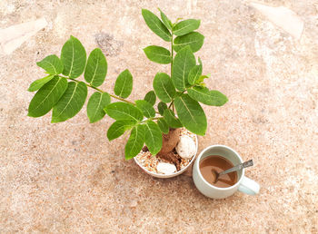 High angle view of coffee and leaves on table