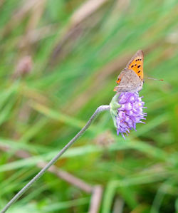 Close-up of butterfly pollinating on purple flower