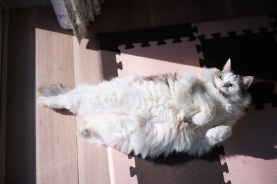 White cat relaxing beside the window enjoying sunlight