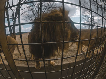 View of a fence in zoo