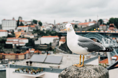 Seagull perching on retaining wall against cityscape