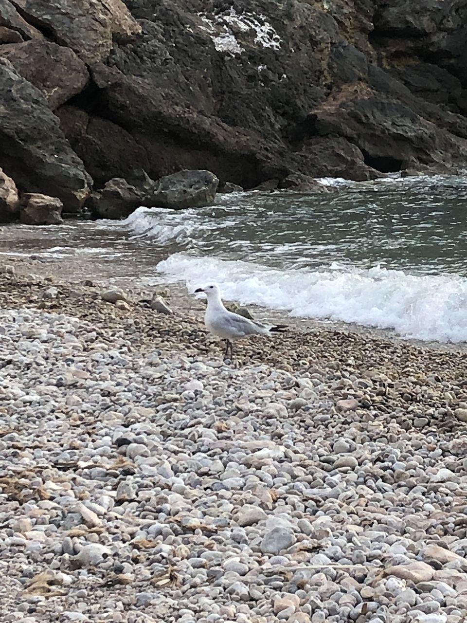 VIEW OF SEAGULL ON BEACH