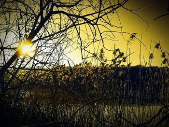 Low angle view of trees against sky during sunset