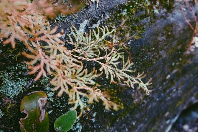 Close-up of frozen leaves