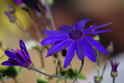 Close-up of purple flower