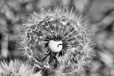 Close-up of dandelion