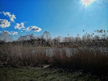 Scenic view of field against sky